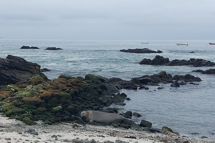 Vandretur/sejlads på Isla Damas til 3 øer i Humboldt Penguin Reserve