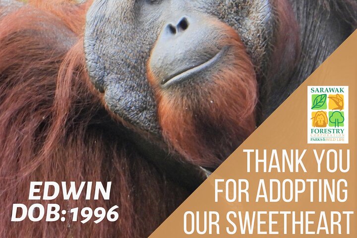 Semenggoh Orangutan Center og Sarawak Cultural Village