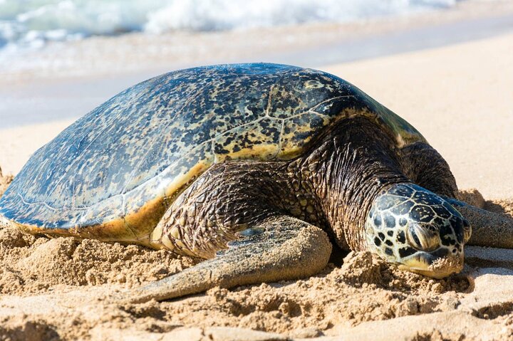 Oahu : Grand Tour intorno all'isola con snorkeling