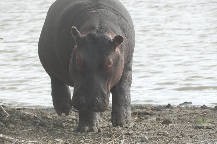 Private Adventure: Nairobi park, Elephants & Giraffe centre