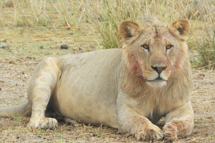 Private Adventure: Nairobi park, Elephants & Giraffe centre