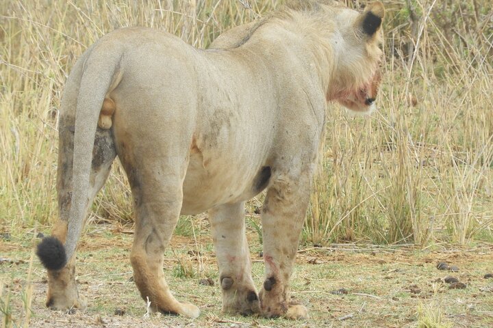 Private Adventure: Nairobi park, Elephants & Giraffe centre