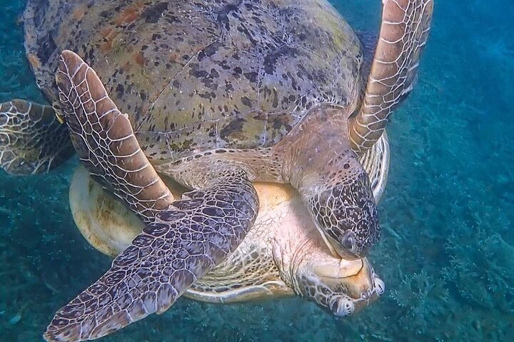 Aventura de snorkel de día completo alrededor de Koh Tao