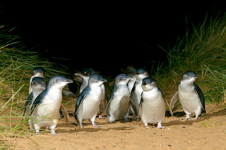 Phillip Island-tour van een hele dag met kangoeroe-, koala- en pinguïnparade