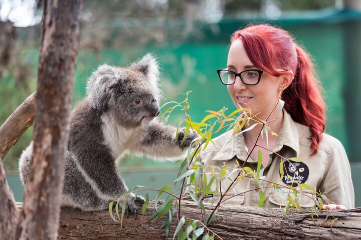 Phillip Island-tour van een hele dag met kangoeroe-, koala- en pinguïnparade