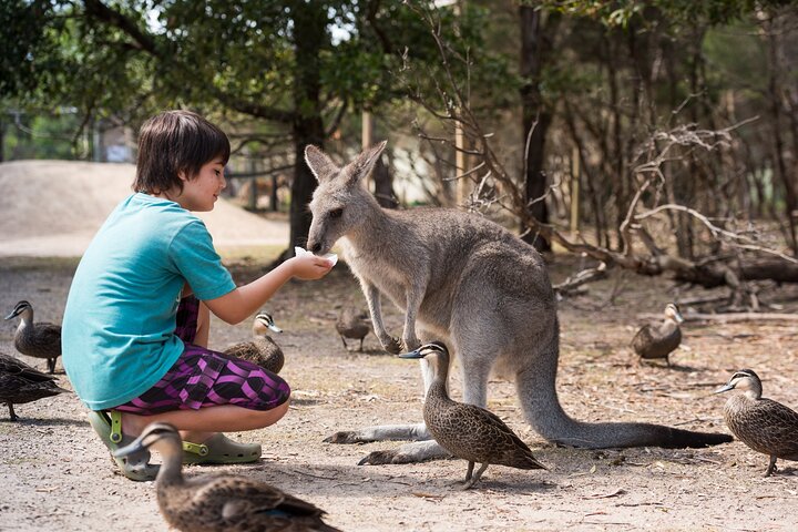 Phillip Island-tour van een hele dag met kangoeroe-, koala- en pinguïnparade
