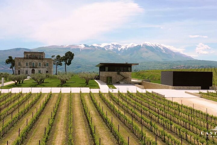 Tour pela vinícola e degustação de vinhos em Montepulciano d'Abruzzo