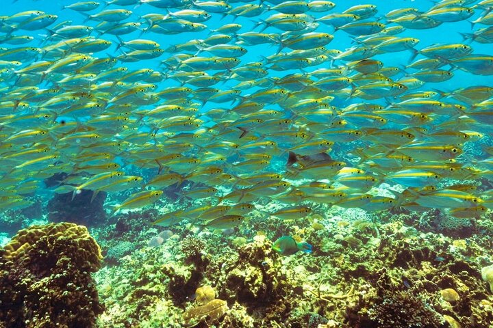 Ko Tao: Vintage båd - lille gruppe snorkling dagstur med måltider