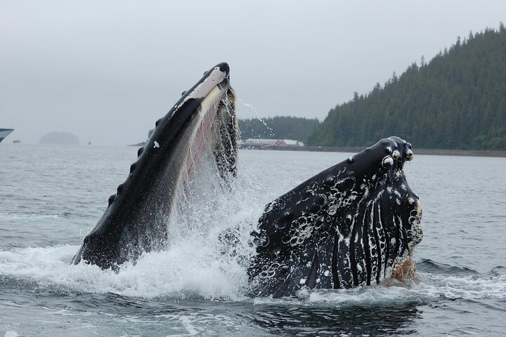 Hoteller i nærheten av Hoonah Whale-Watching Cruise