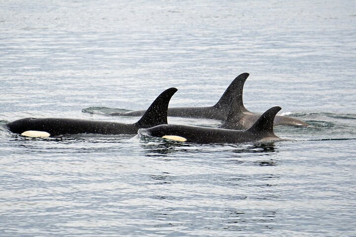 Hoteller i nærheten av Hoonah Whale-Watching Cruise