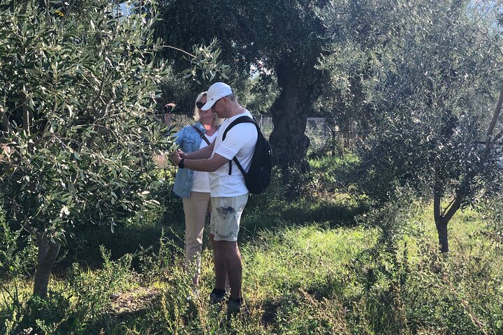 Ekologisk Olive Grove tur & Olivoljeprovning & lunch i Kalamata!
