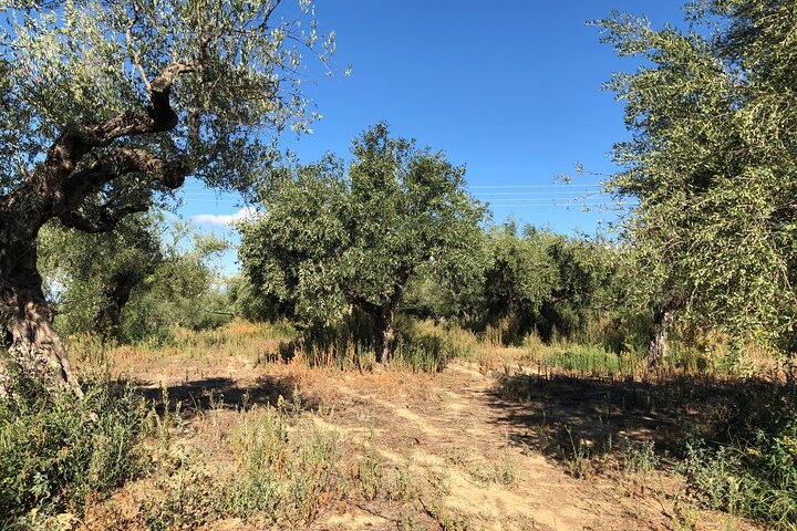 Ekologisk Olive Grove tur & Olivoljeprovning & lunch i Kalamata!
