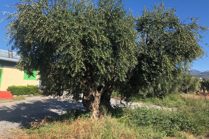 Ekologisk Olive Grove tur & Olivoljeprovning & lunch i Kalamata!