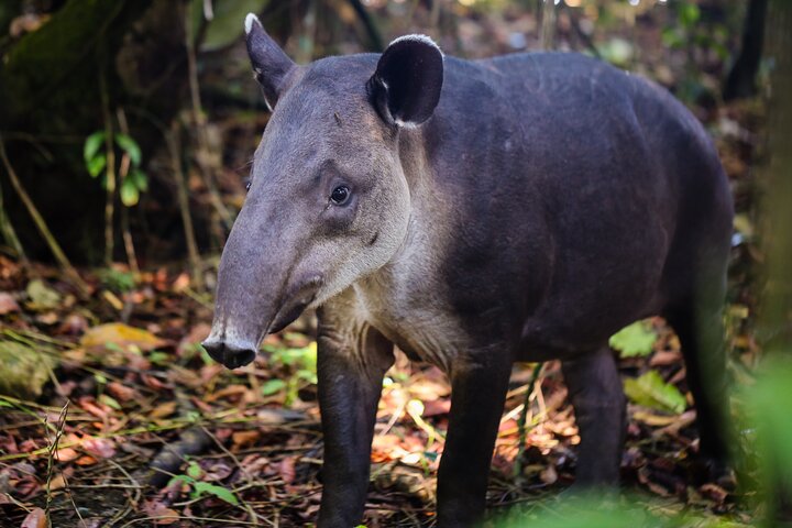 2-dagars privat sjöjungfruäventyr i Corcovado nationalpark