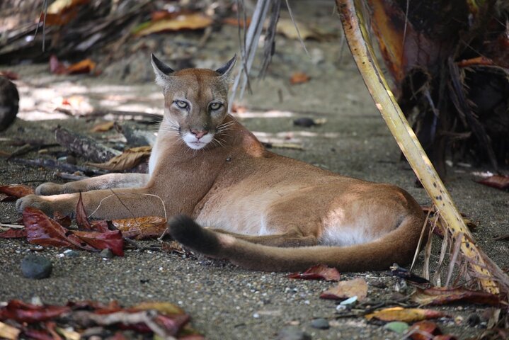 2-dagars privat sjöjungfruäventyr i Corcovado nationalpark