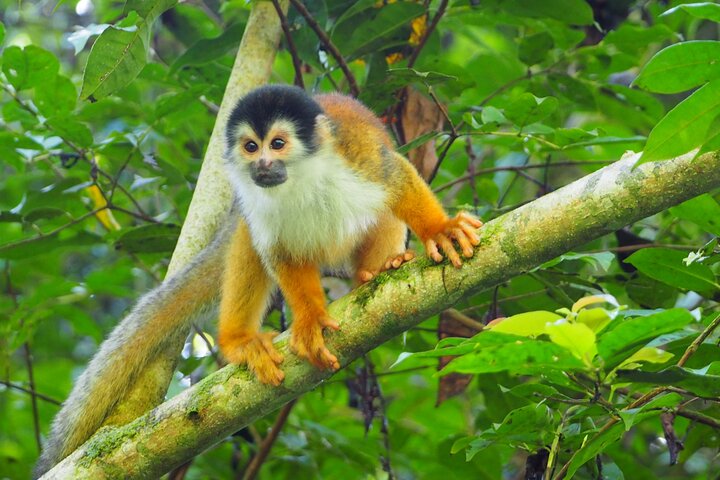 2-dagars privat sjöjungfruäventyr i Corcovado nationalpark