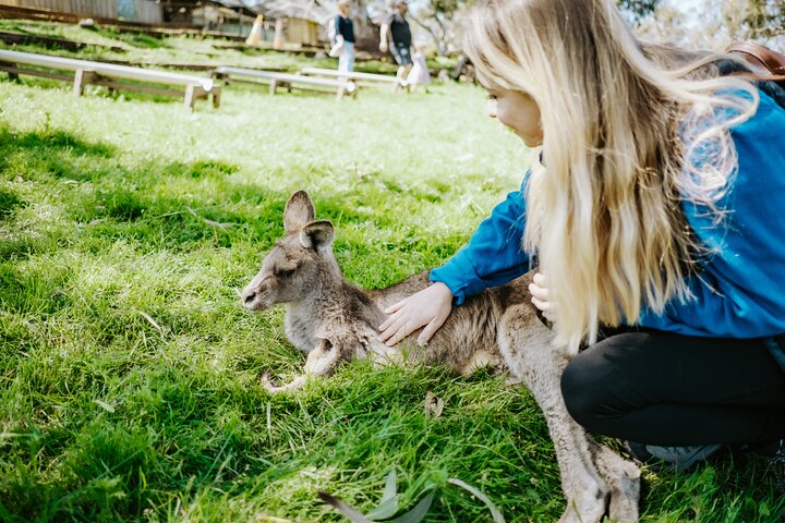 Dagstur i Mt. Field, Mt. Wellington, Bonorong Wildlife Sanctuary og Richmond