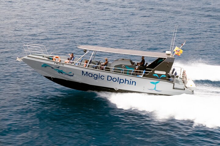 Morro Jable: 2 heures d'observation magique des dauphins et des baleines avec boissons et arrêt de baignade.