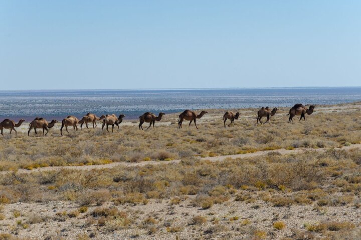 Tour privado de 2 días en 4x4 Muynak, mar de Aral y meseta de Usturt Nukus Uzbekistán