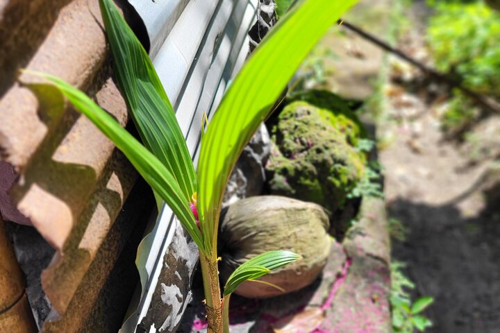 St. Lucia Food and Rum Tour - Proef authentiek St. Luciaans eten en cultuur