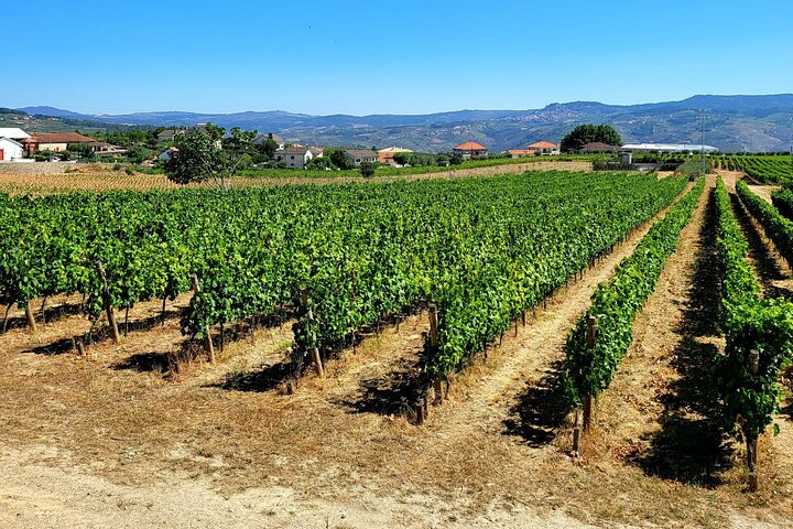 Douro Valley privat tur (vingård + båd + udsigtspunkt)
