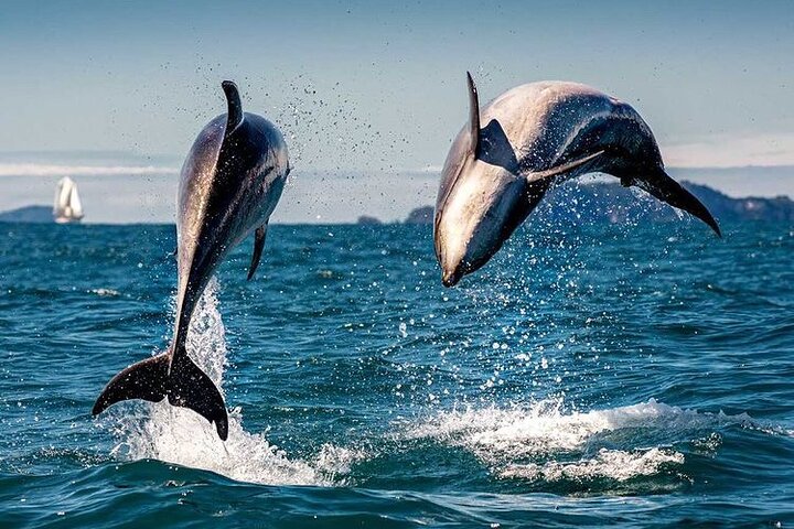 Zeegrottenavonturen in Whitianga
