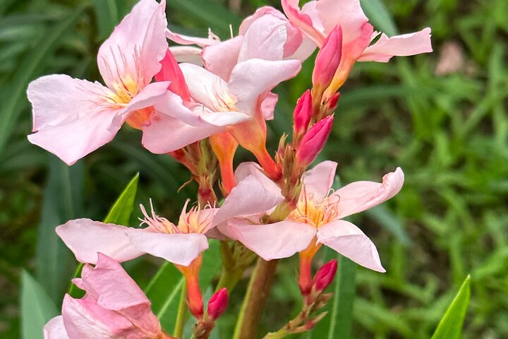 植物園と市内観光