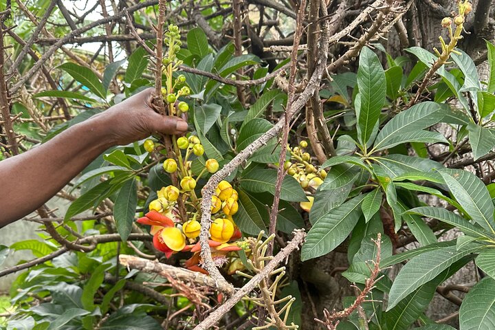 植物園と市内観光