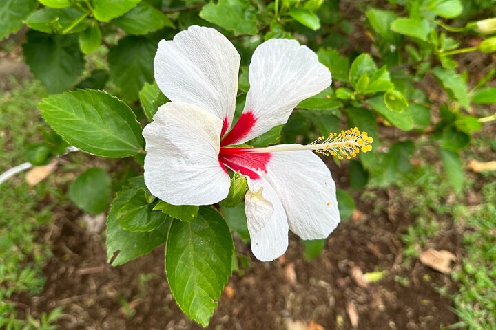 植物園と市内観光