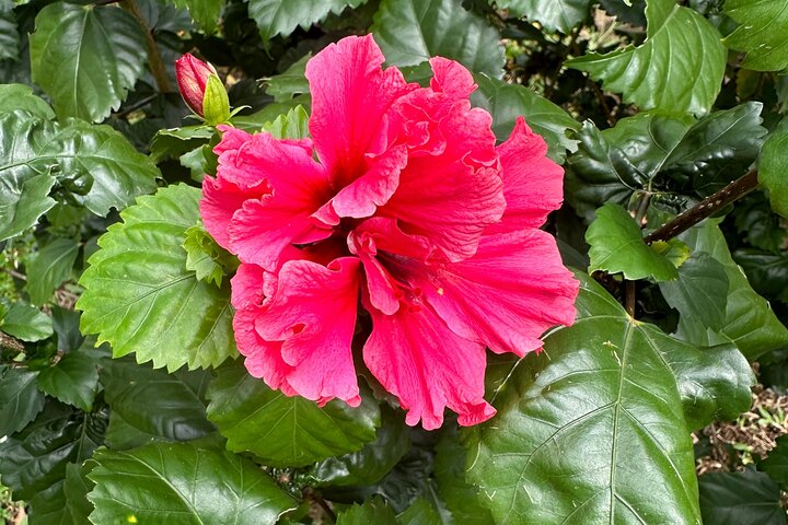 植物園と市内観光