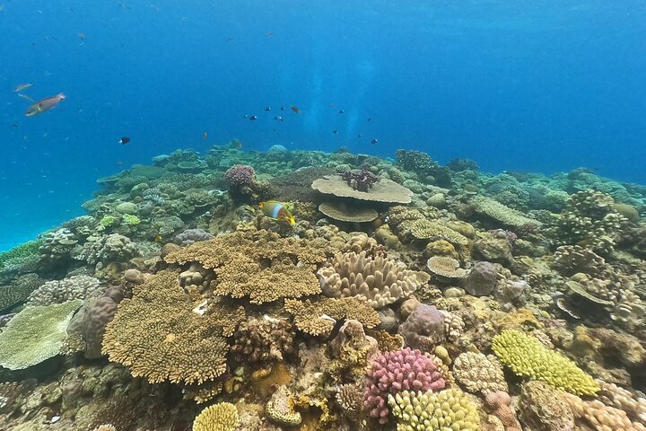Okinawa : Båtsnorkling 1 runda vid Minna, Sesoko eller Motobu