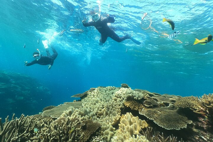 Okinawa : Båtsnorkling 1 runda vid Minna, Sesoko eller Motobu