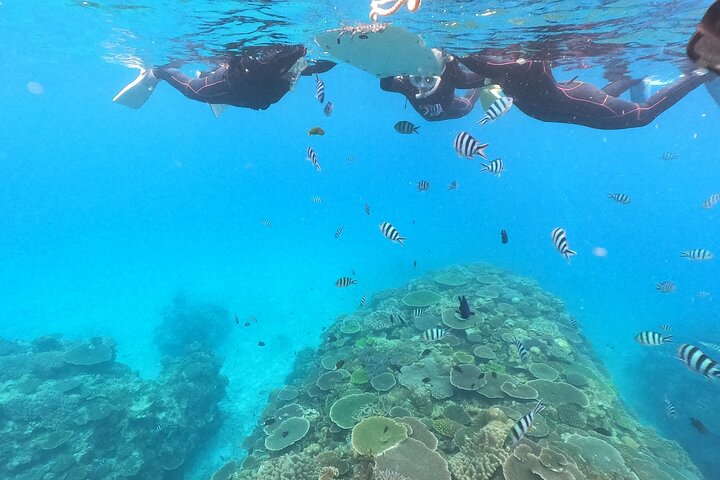 Okinawa: 2 runder snorkling i båd ved Minna, Sesoko eller Motobu