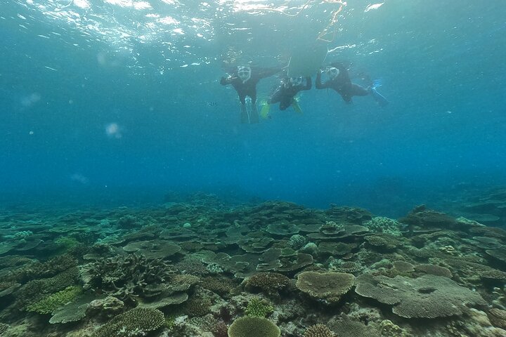 Okinawa: 2 runder snorkling i båd ved Minna, Sesoko eller Motobu