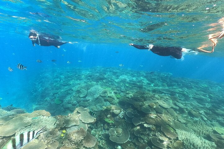 Okinawa: 2 runder snorkling i båd ved Minna, Sesoko eller Motobu