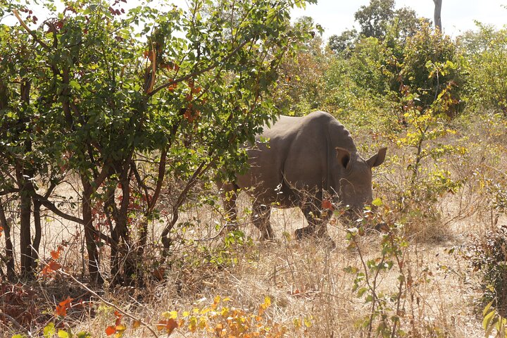 Game Drive and White Rhino Walking Safari in Livingstone