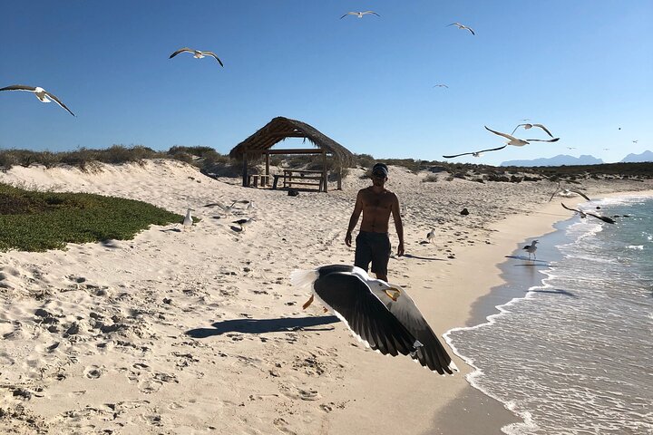 Tur till Coronado Island med snorklingaktivitet och picknick