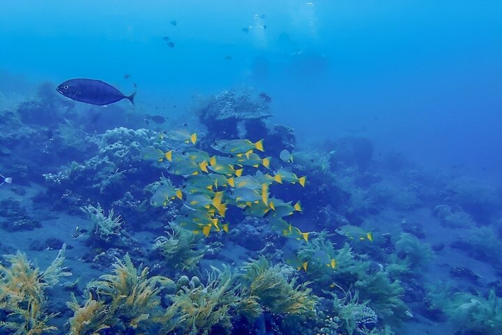 Buceo en Tulamben Buceo en el naufragio del USS Liberty