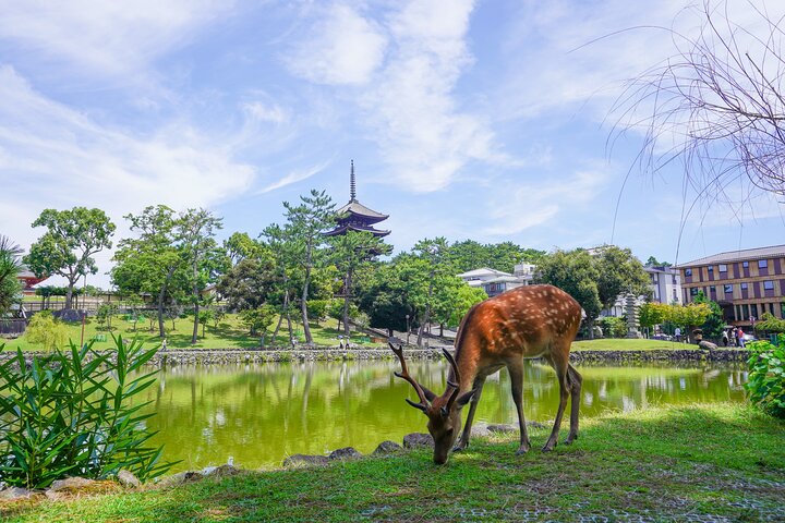 Tour a piedi di mezza giornata a Nara (opzione privata disponibile)