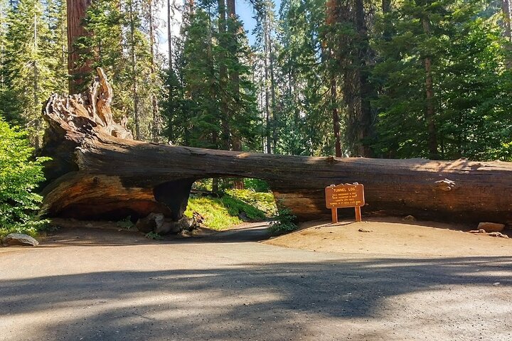 Giant Sequoia privat rundtur