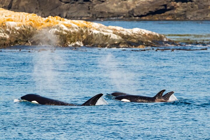 Sommar Victoria Whale Watching Tour på ett täckt fartyg