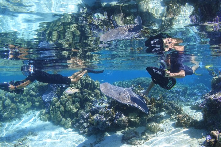 Sea Scooter Jet snorkling: svømme med skilpadder, stråler og haier