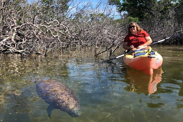 Manglares y manatíes - Tour ecológico en kayak guiado