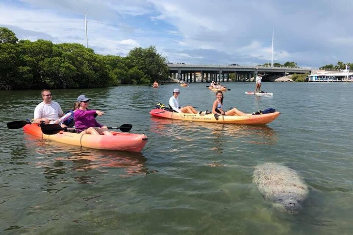 Manglares y manatíes - Tour ecológico en kayak guiado