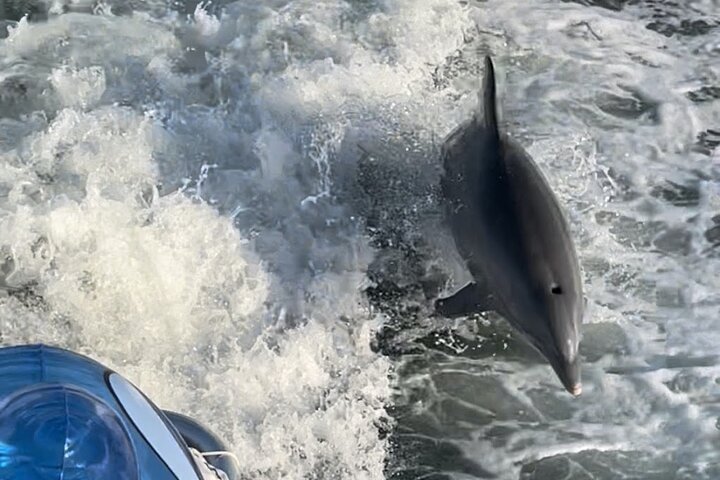 Frisky Meerjungfrau Delfin + Sightseeing Kreuzfahrt in Pensacola Beach