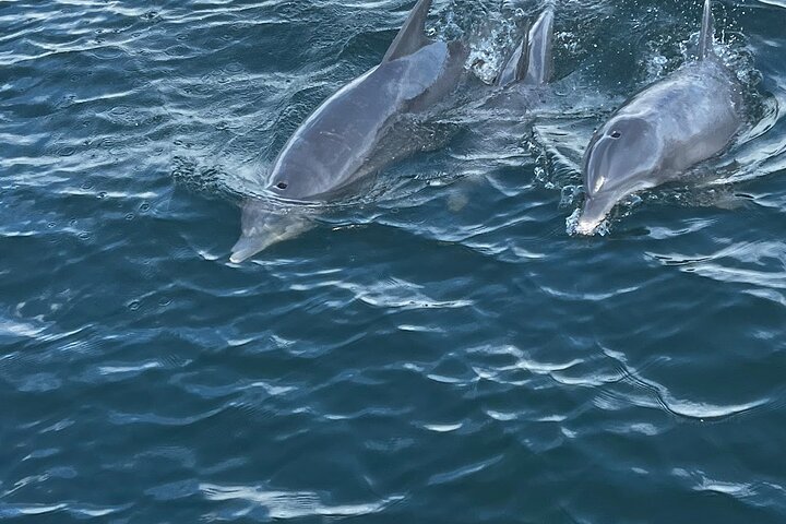 Frisky Meerjungfrau Delfin + Sightseeing Kreuzfahrt in Pensacola Beach
