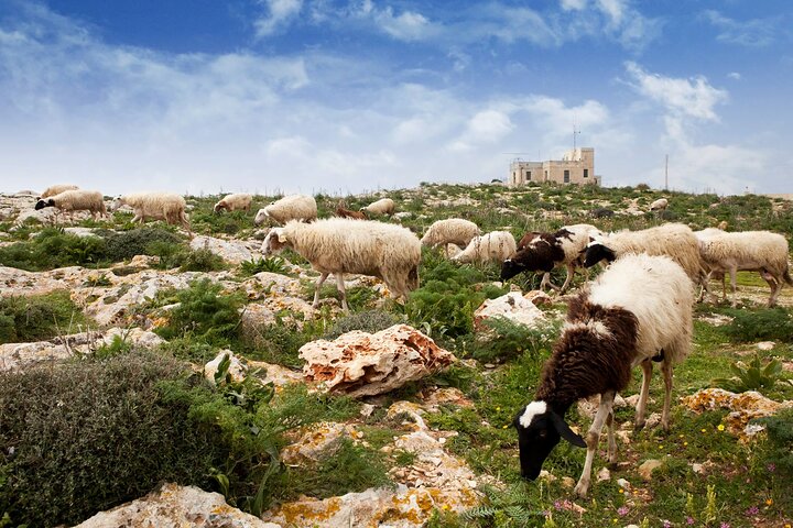 Mdina, Dingli Cliffs and San Anton Gardens Half-Day Guided Tour