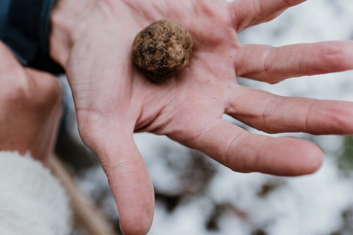 Truffeljacht en kaas-, truffel- en wijnproeverij in de buurt van Alba