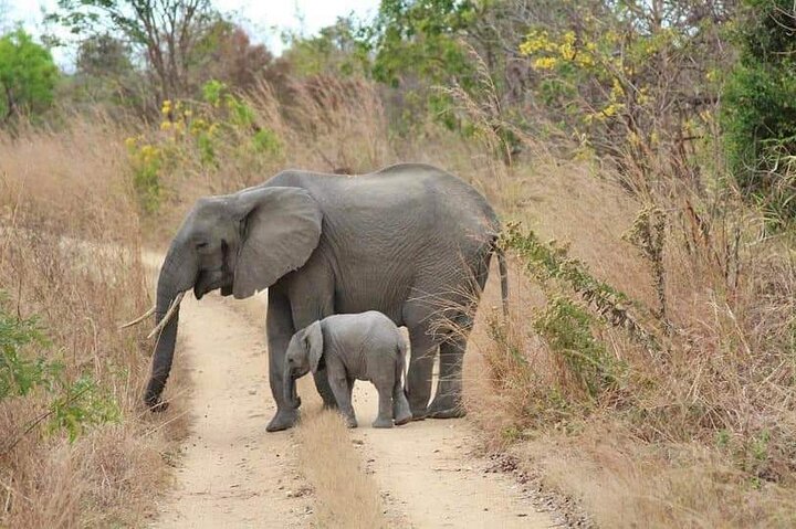 3 dager Selous (Nyerere nasjonalpark) Safari fra Zanzibar og tilbake