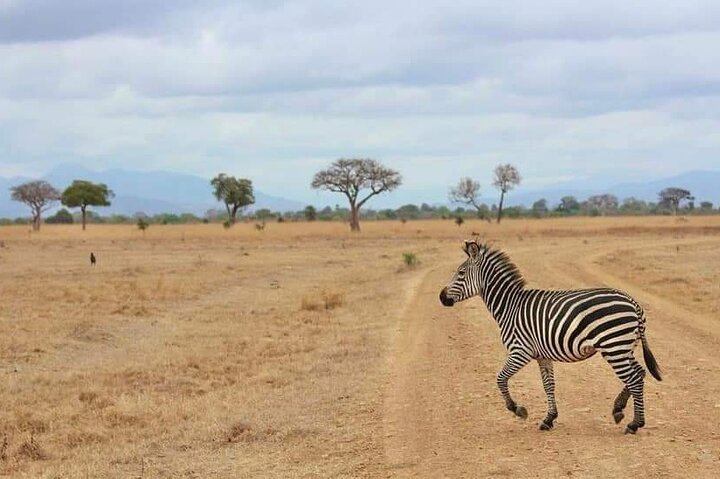 3 dager Selous (Nyerere nasjonalpark) Safari fra Zanzibar og tilbake